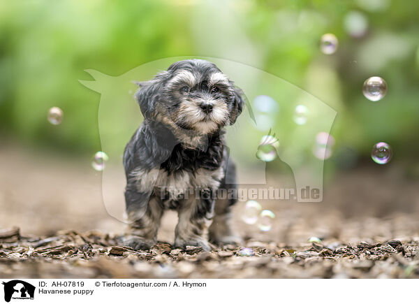 Havaneser Welpe / Havanese puppy / AH-07819