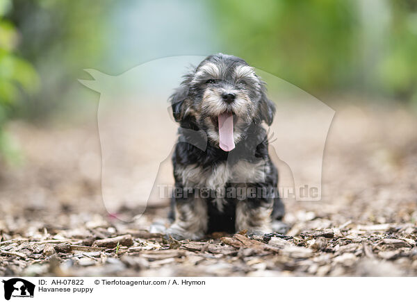 Havaneser Welpe / Havanese puppy / AH-07822
