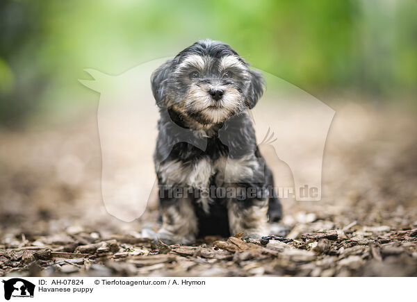 Havaneser Welpe / Havanese puppy / AH-07824