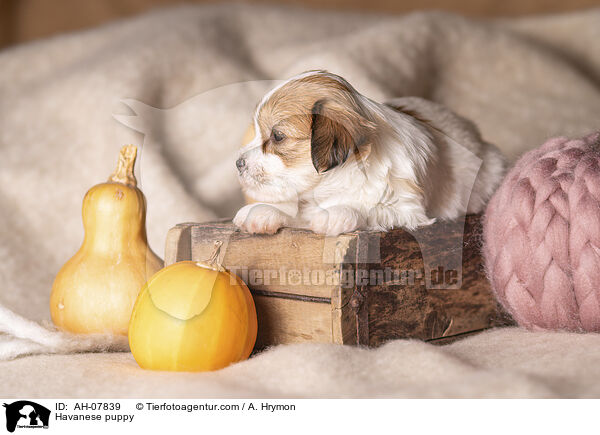Havaneser Welpe / Havanese puppy / AH-07839