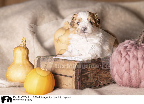 Havaneser Welpe / Havanese puppy / AH-07841