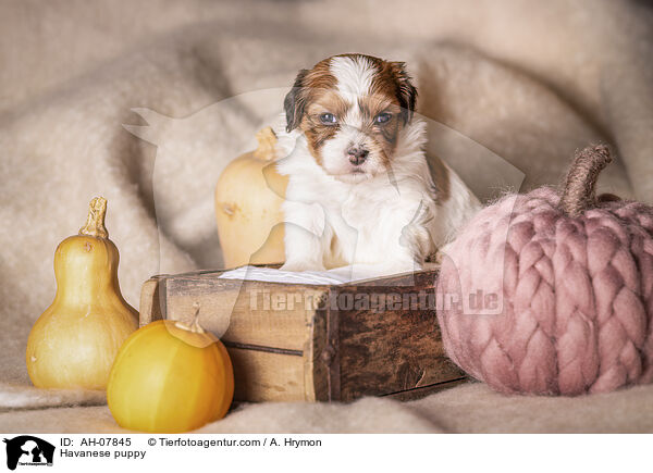Havaneser Welpe / Havanese puppy / AH-07845