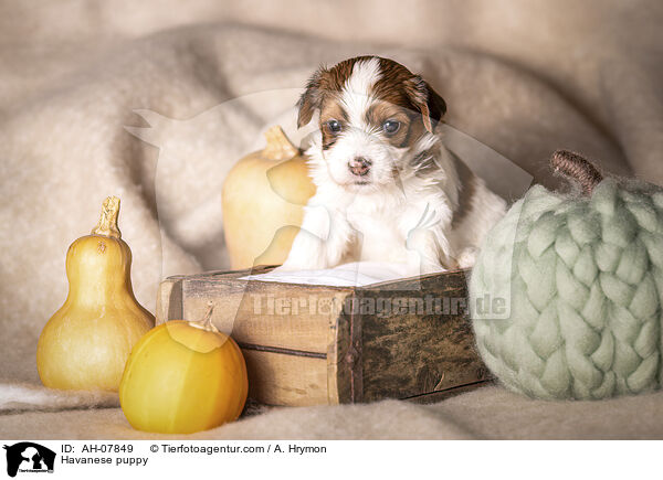 Havaneser Welpe / Havanese puppy / AH-07849