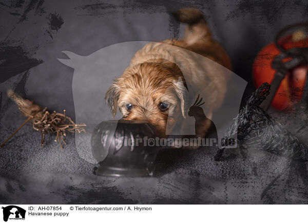 Havanese puppy / AH-07854