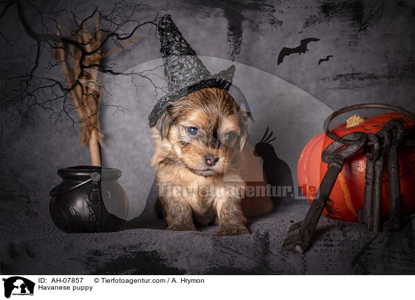 Havanese puppy / AH-07857