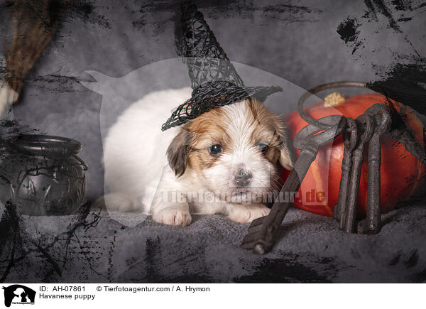 Havanese puppy / AH-07861
