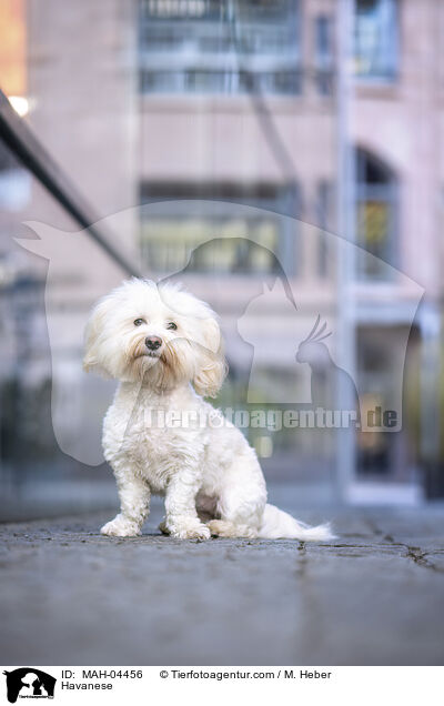 Havaneser / Havanese / MAH-04456