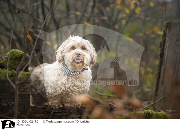 Havanese / DOL-02176