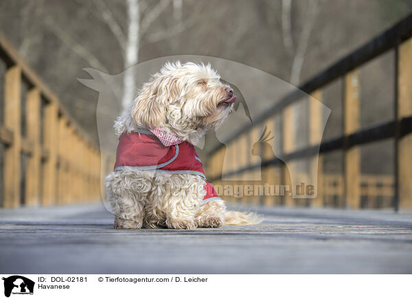 Havaneser / Havanese / DOL-02181