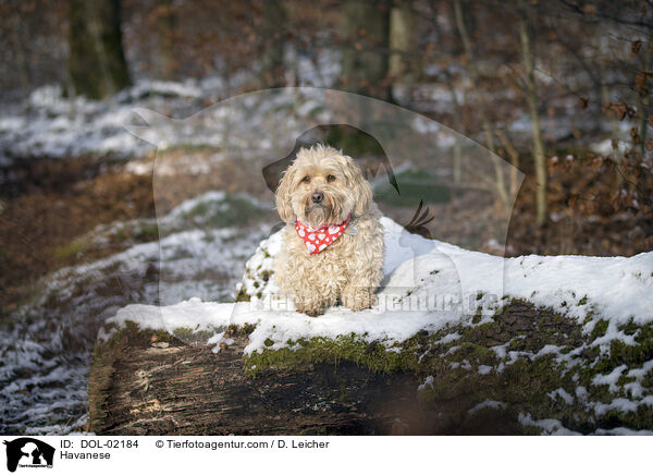 Havanese / DOL-02184