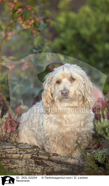 Havaneser / Havanese / DOL-02204