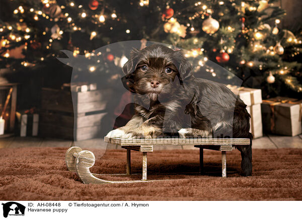 Havaneser Welpe / Havanese puppy / AH-08448