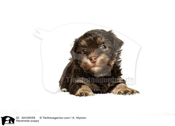 Havanese puppy / AH-08458