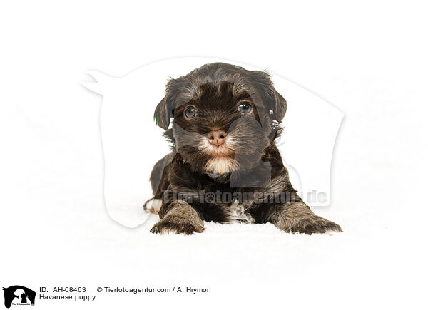Havaneser Welpe / Havanese puppy / AH-08463