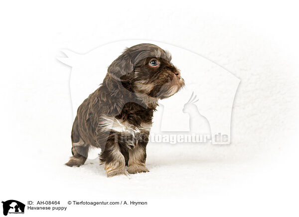 Havaneser Welpe / Havanese puppy / AH-08464