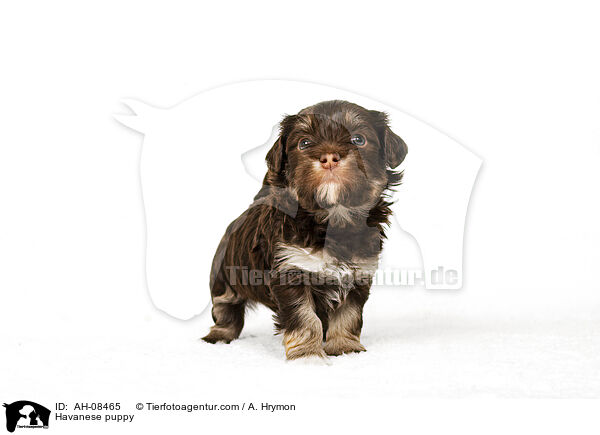 Havaneser Welpe / Havanese puppy / AH-08465