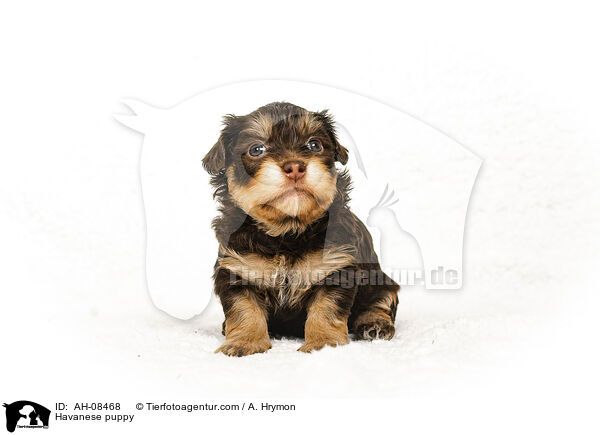 Havaneser Welpe / Havanese puppy / AH-08468