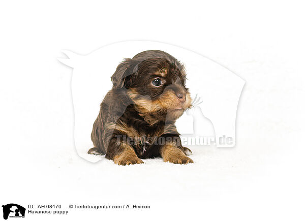 Havaneser Welpe / Havanese puppy / AH-08470