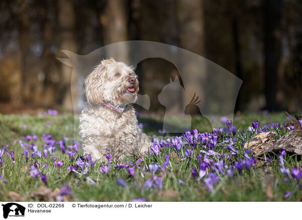 Havaneser / Havanese / DOL-02268