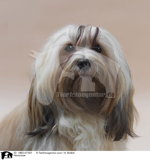 Havaneser / Havanese / HBO-07387