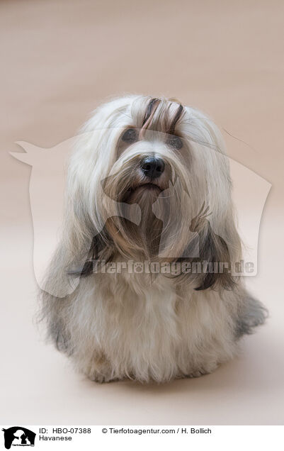 Havaneser / Havanese / HBO-07388