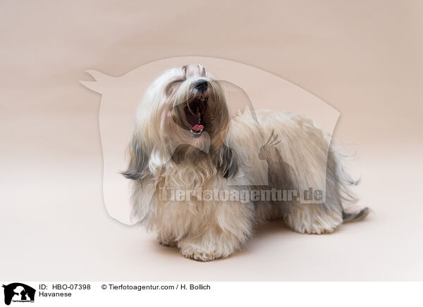 Havaneser / Havanese / HBO-07398
