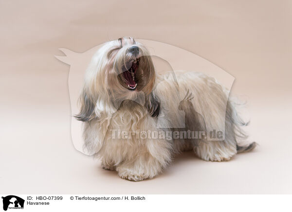 Havaneser / Havanese / HBO-07399