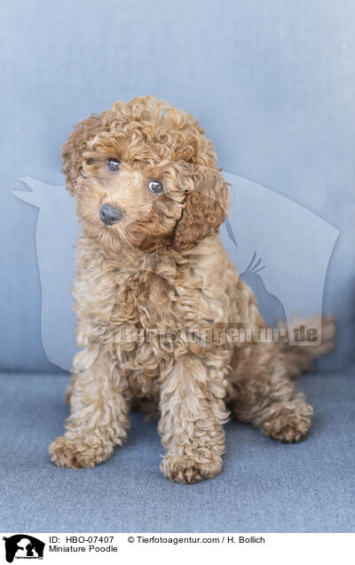 Zwergpudel / Miniature Poodle / HBO-07407