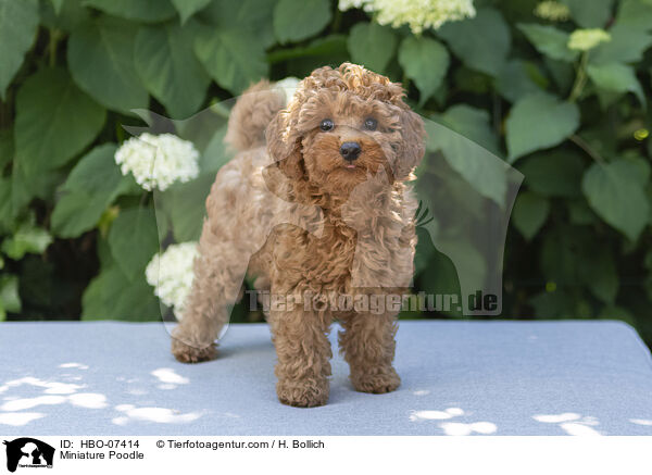 Miniature Poodle / HBO-07414