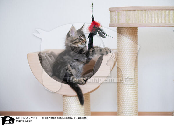 Maine Coon / Maine Coon / HBO-07417