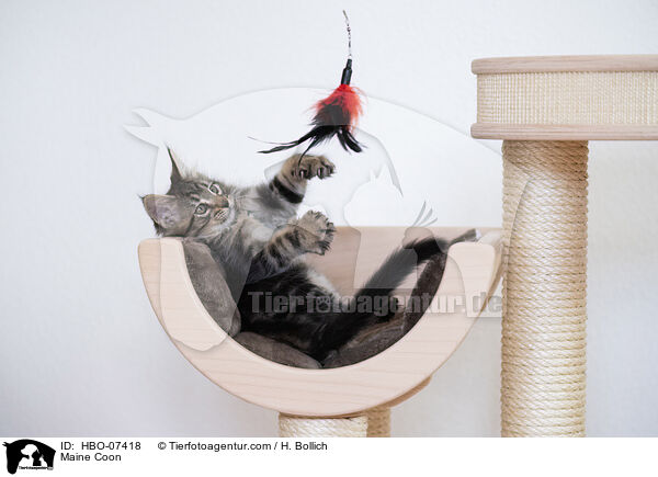 Maine Coon / Maine Coon / HBO-07418