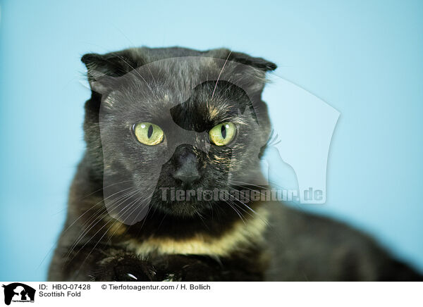 Scottish Fold / Scottish Fold / HBO-07428