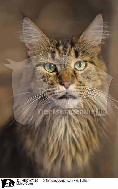 Maine Coon / Maine Coon / HBO-07429