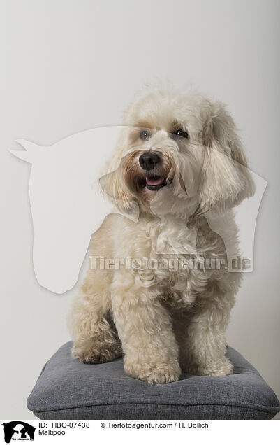 Maltipoo / Maltipoo / HBO-07438