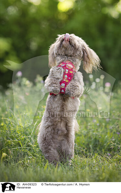 Havaneser / Havanese / AH-09323