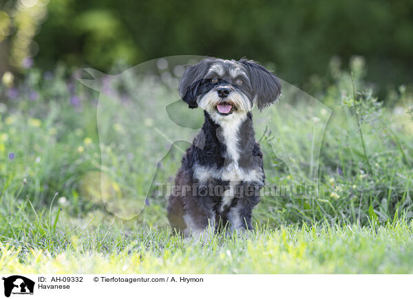 Havaneser / Havanese / AH-09332