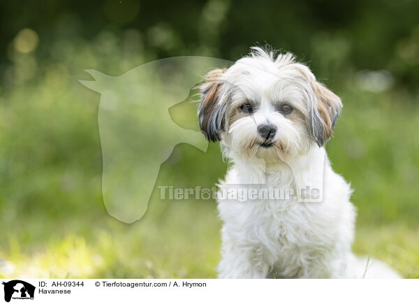 Havaneser / Havanese / AH-09344