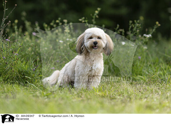 Havaneser / Havanese / AH-09347