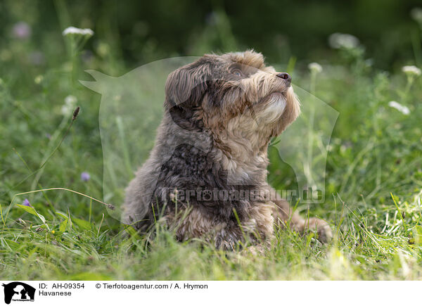 Havaneser / Havanese / AH-09354
