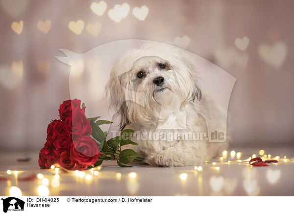 Havaneser / Havanese / DH-04025