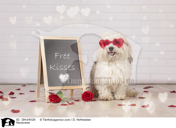 Havaneser / Havanese / DH-04026