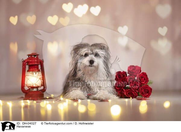 Havaneser / Havanese / DH-04027