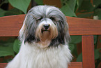 Havanese Portrait
