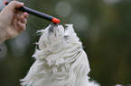 havanese