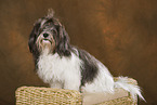 sitting havanese