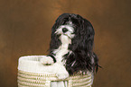 havanese portrait