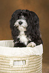 havanese portrait