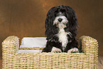 sitting havanese