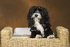 sitting havanese