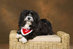 lying havanese